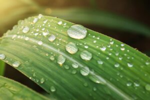 Perles d'eau sur une feuille verte